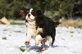 CAVALIER KING CHARLES 526